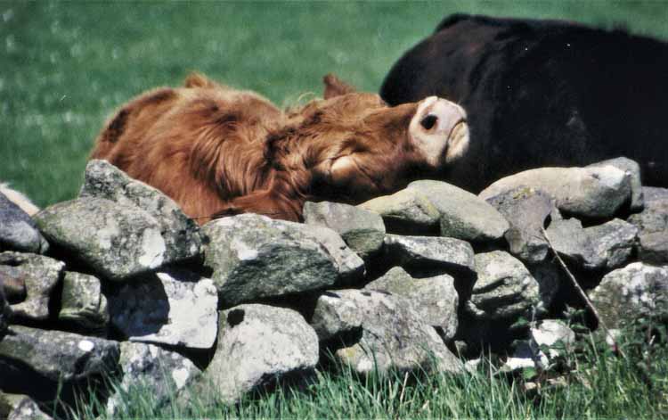 cow by wall 